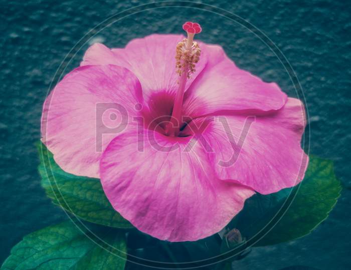 Pink Hibiscus flower closeup shot