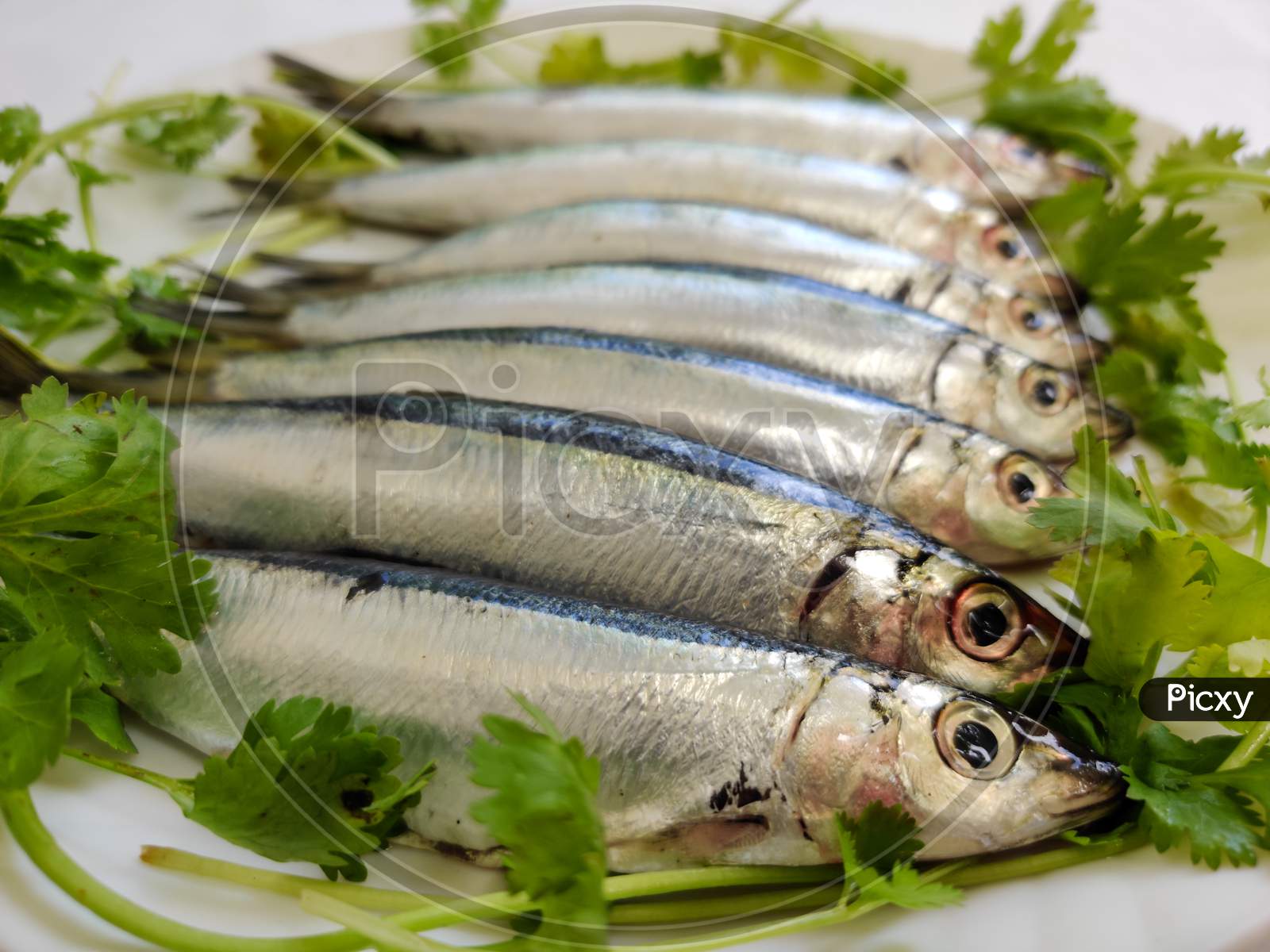 Closeup View Of Slender Rainbow Sardines Decorated With Curry Leaves On A White Plate.