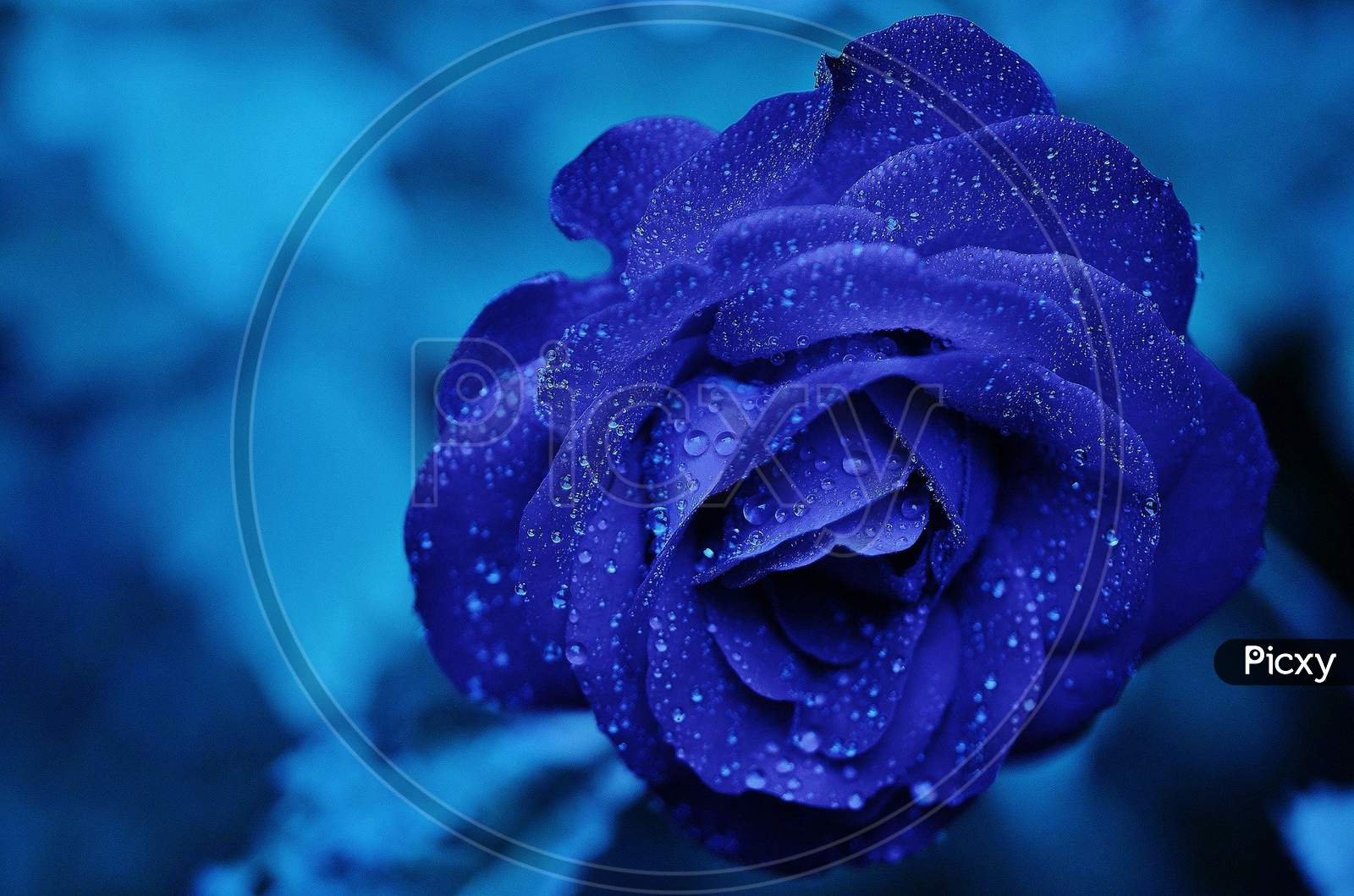 Blue rose water