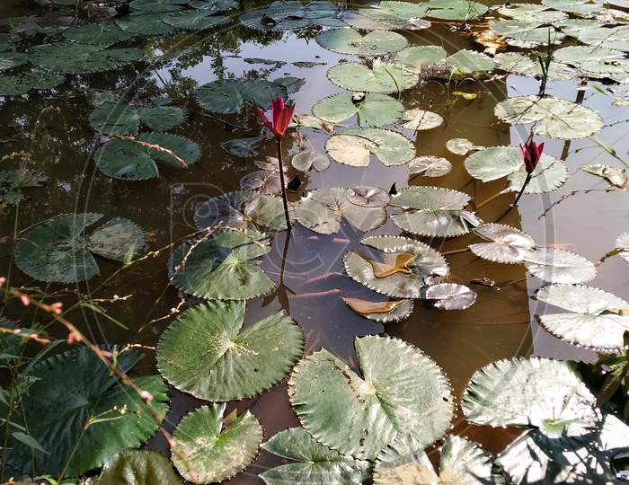 Beautiful Lotus Flower In Water.