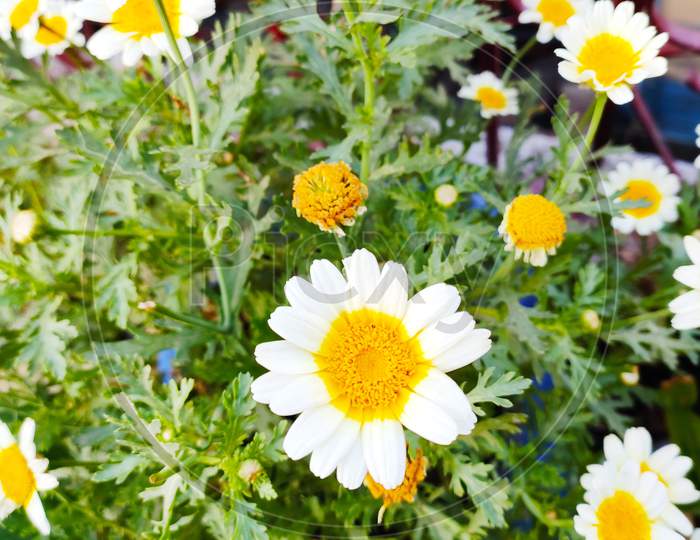 Daisy flowers saying good morning have a nice day
