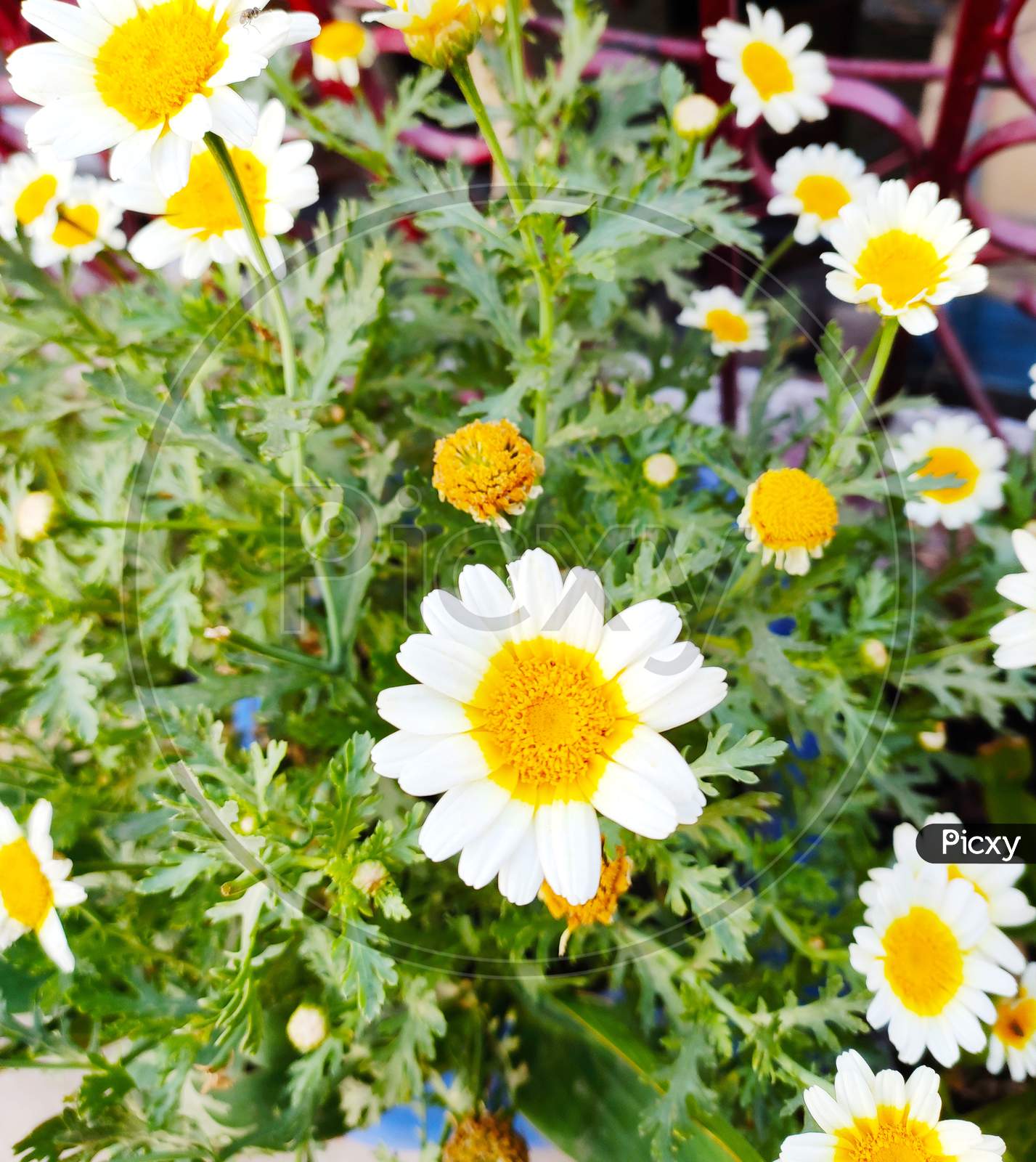Daisy flowers saying good morning have a nice day
