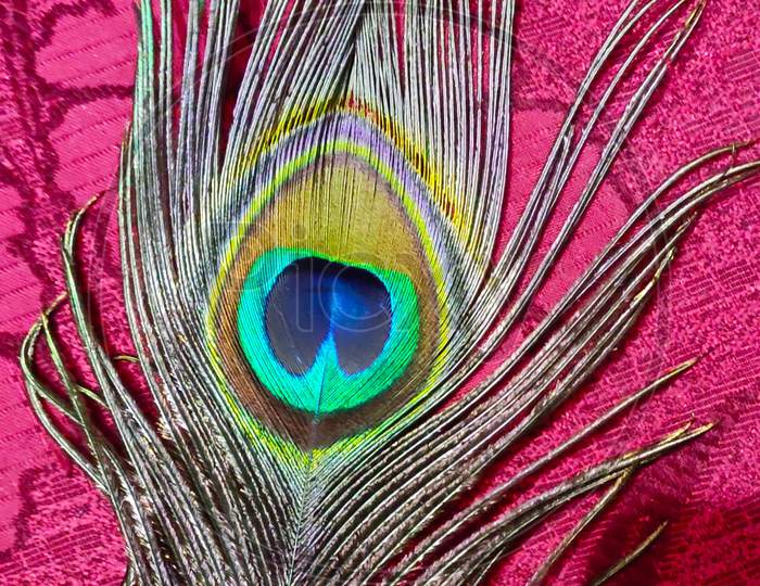 Real peacock feathers what a combination of nature's creativity