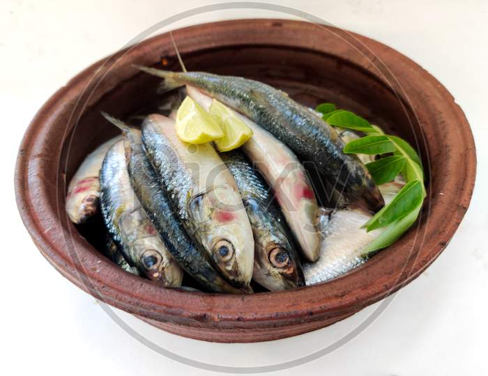 Close Up View Of Fresh Indian Oil Sardine On A Sand Pot,Decorated With Herbs.White Background.
