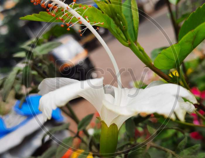 White flower macro shot