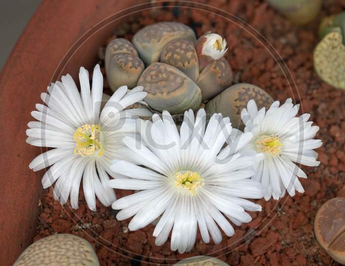 Lithops flowering plants (White flowers)