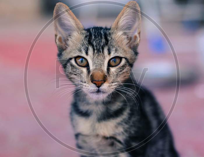 portrait sweet cat