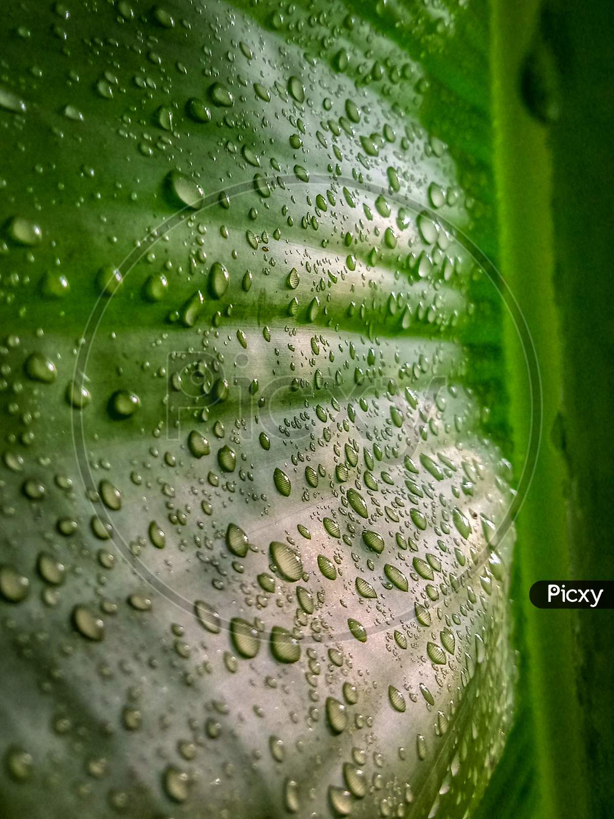 Dewdrops on banana leaf.