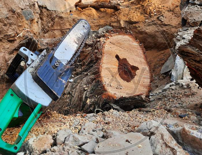 Wood Cutting Electric Chainsaw Machine Near Tree Trunk In Forest