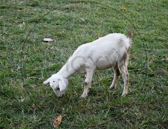 The Goat Is Eating Grass In The Field