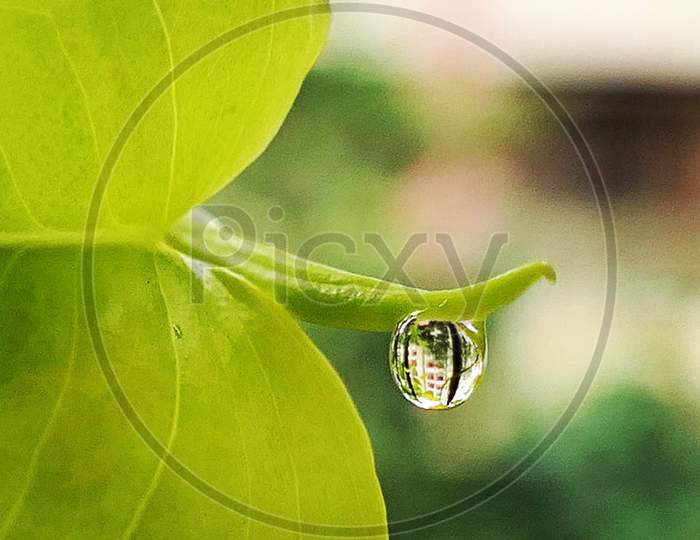 Water droplet on a leaf macro