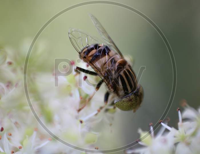 Macro insect bee