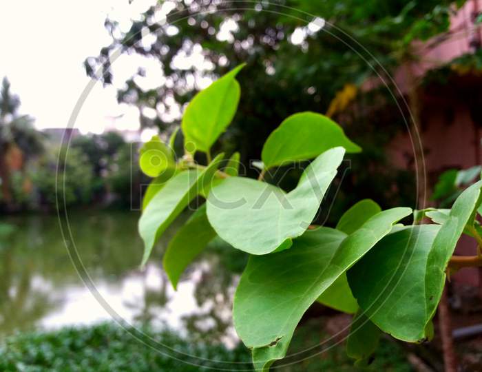 Beautiful green leaf