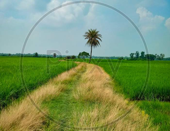 Beautiful Grassy rural path