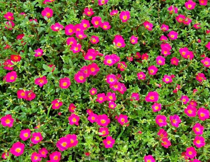 Red flower in the garden, garden image, Selective Focus, Background