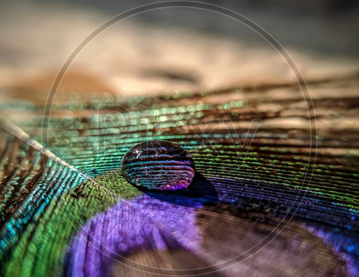 Waterdroplet on peacock feather ; macro photography