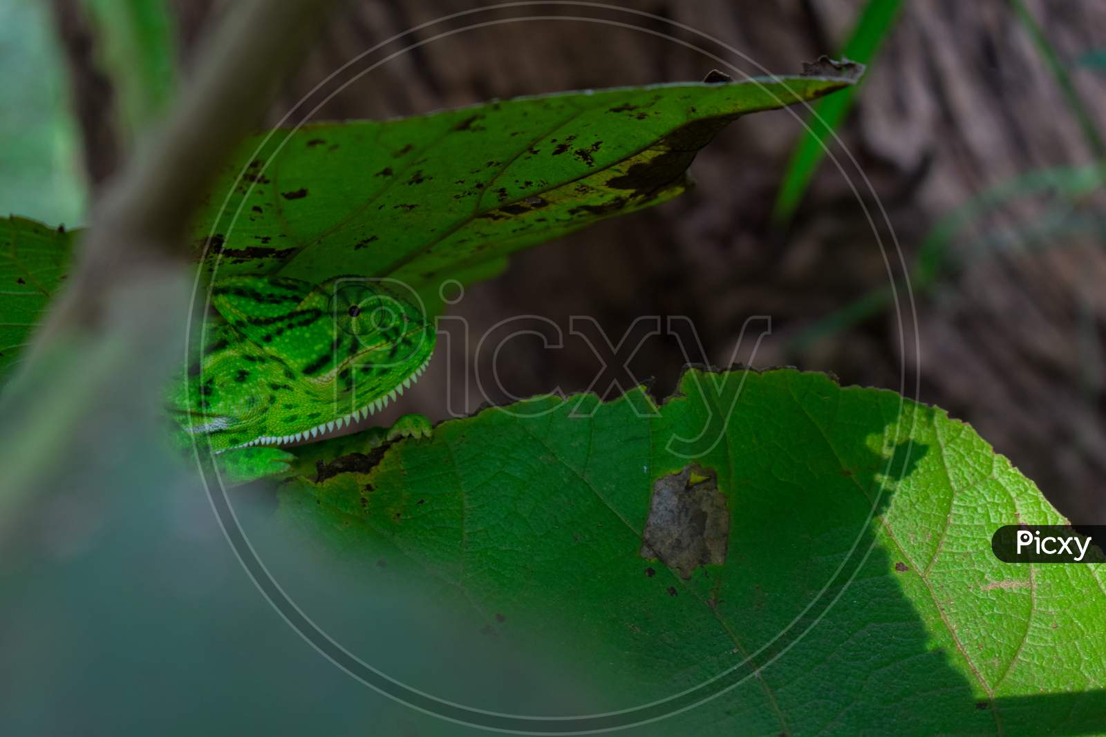 Green Chameleon Sitting On A Green Leaf