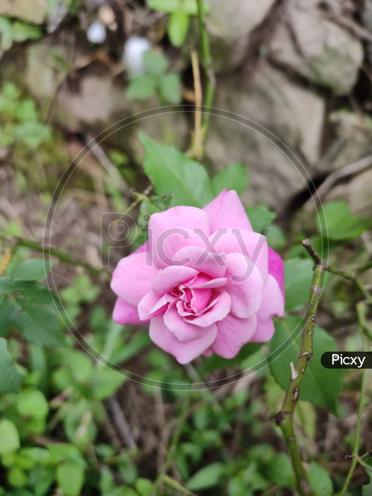 Pink blooming rose