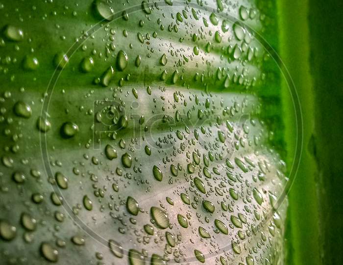 Dewdrops on banana leaf.