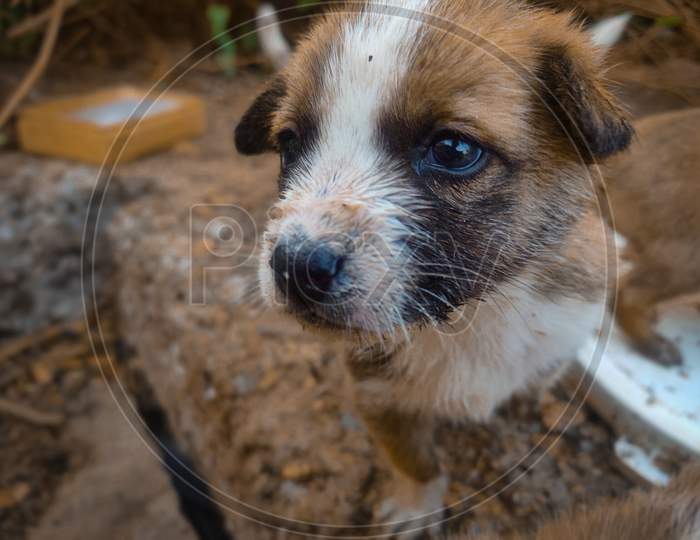 Brown and White mix color street dog puppy