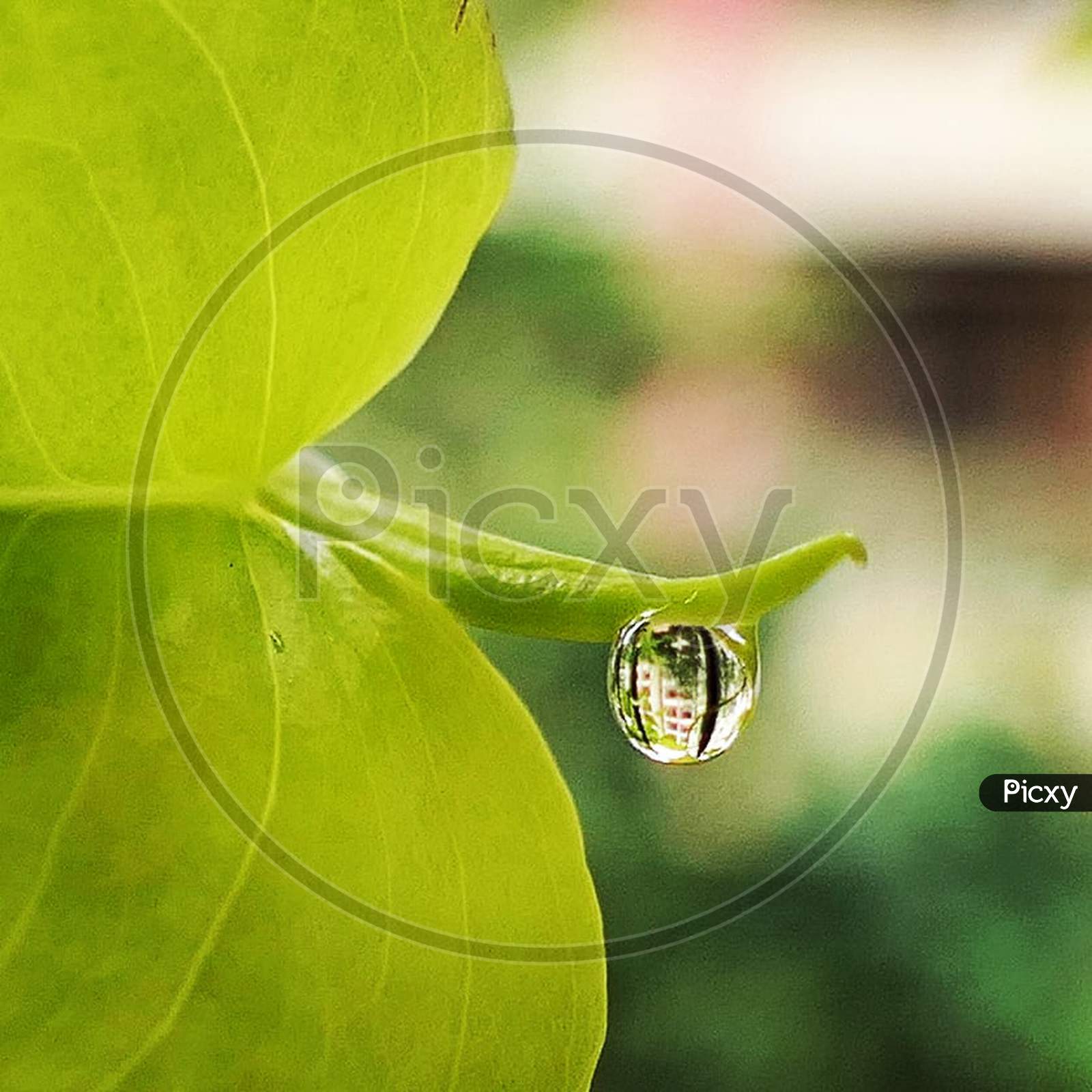 Water droplet on a leaf macro
