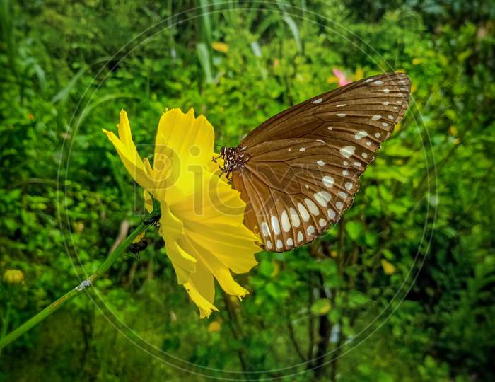 Nectar drinking of butterfly