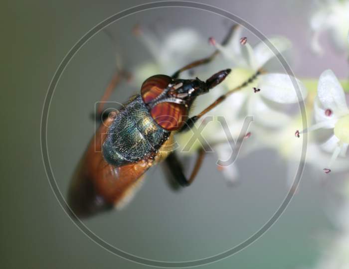 Insect macro fly