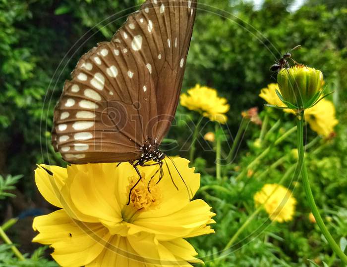 The butterfly is sitting on the flower to find out the nectar