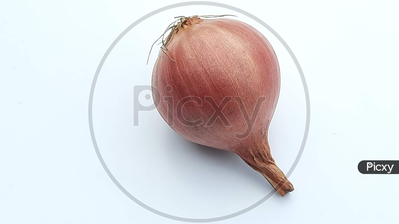 One Onion image ,