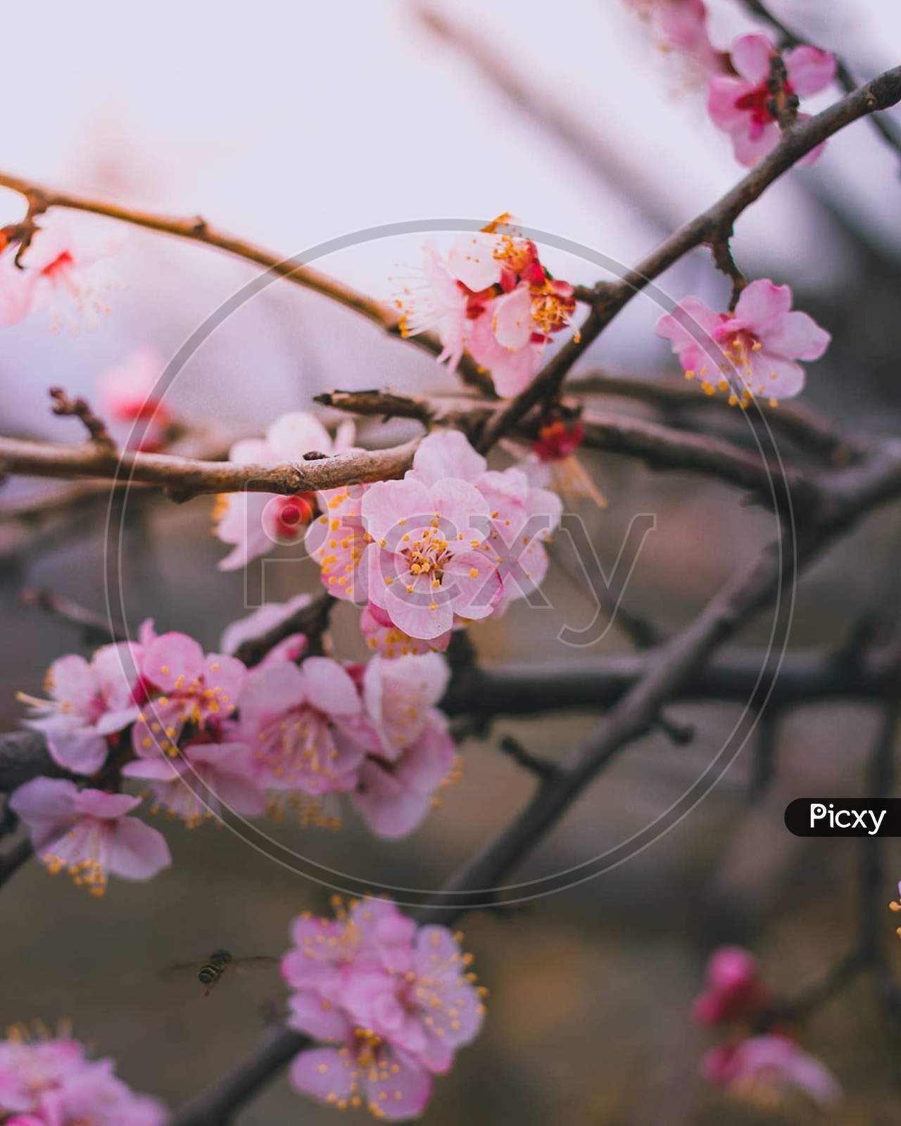cherry blossom flower