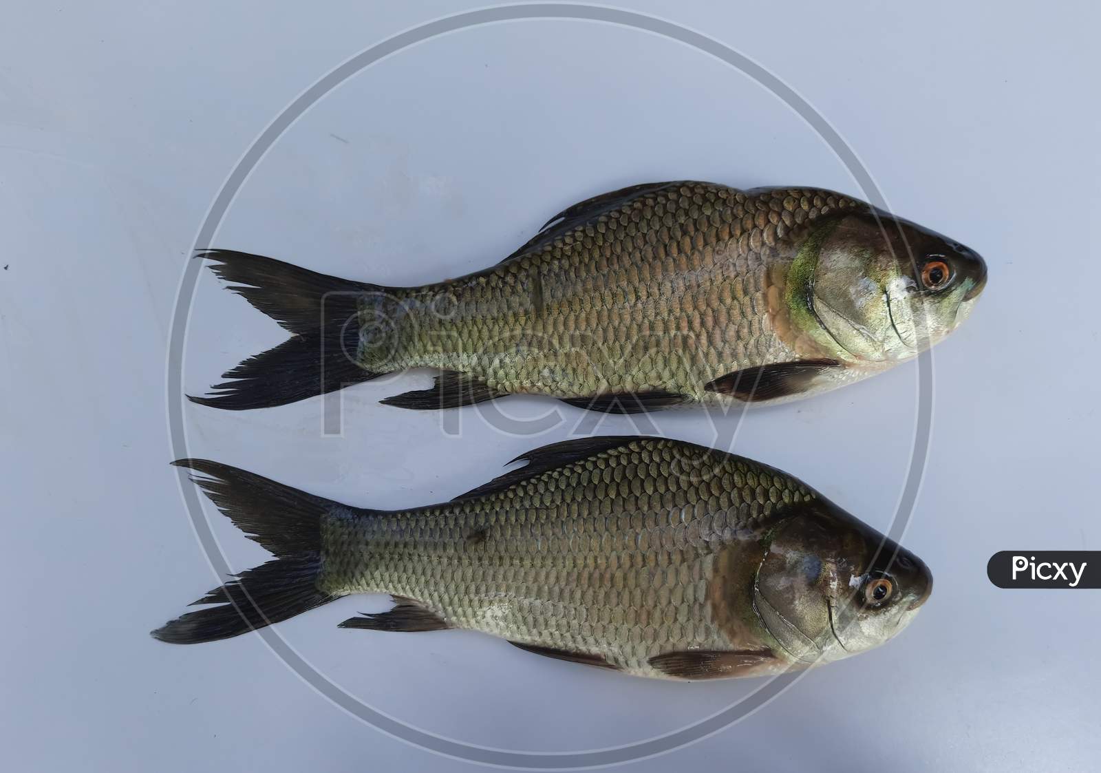 Two Catla fish image