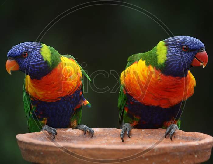 Two  pairs of parrot  birds