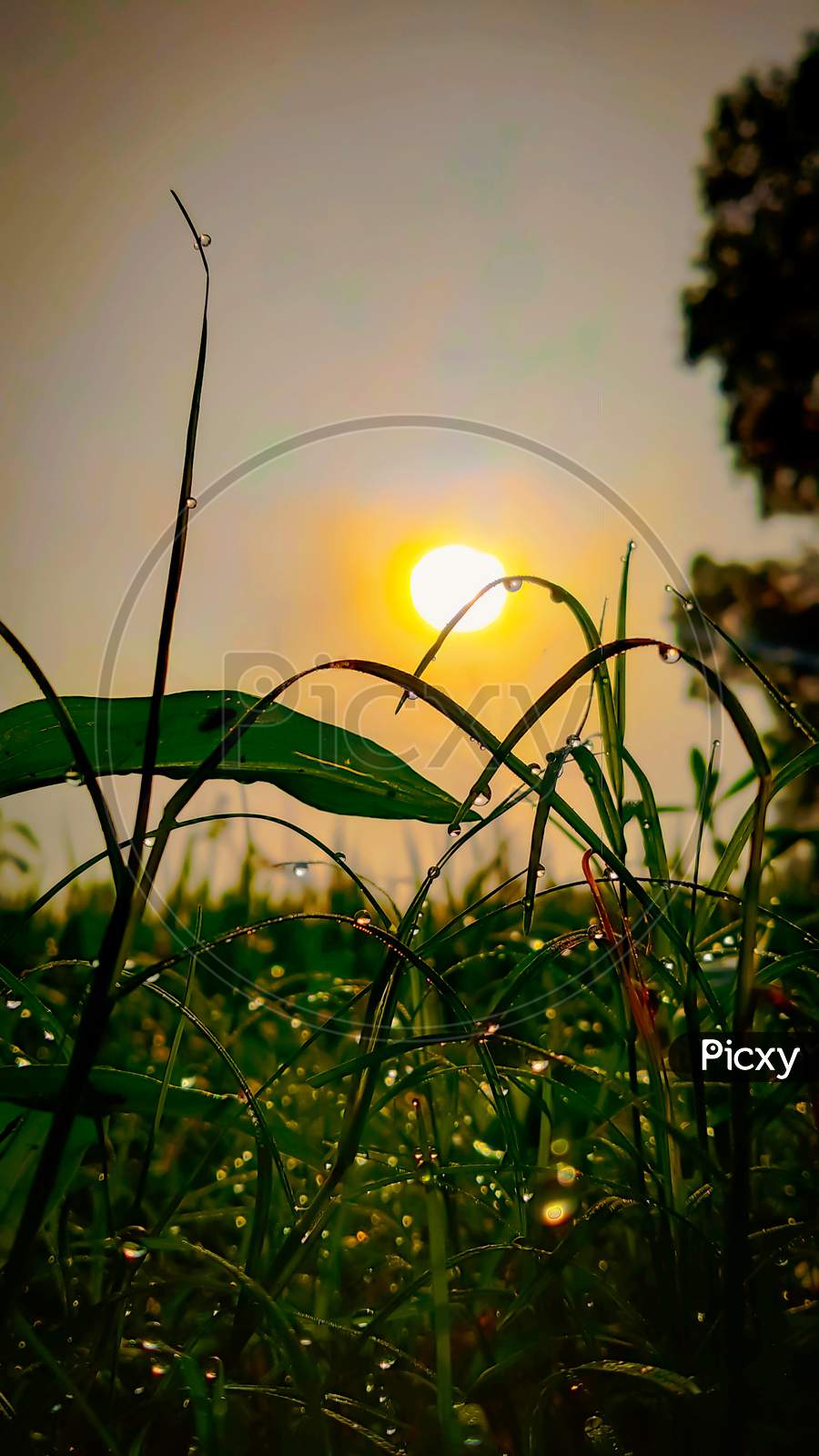 Image of Wet grass and beautiful sun,good morning -WF261273-Picxy