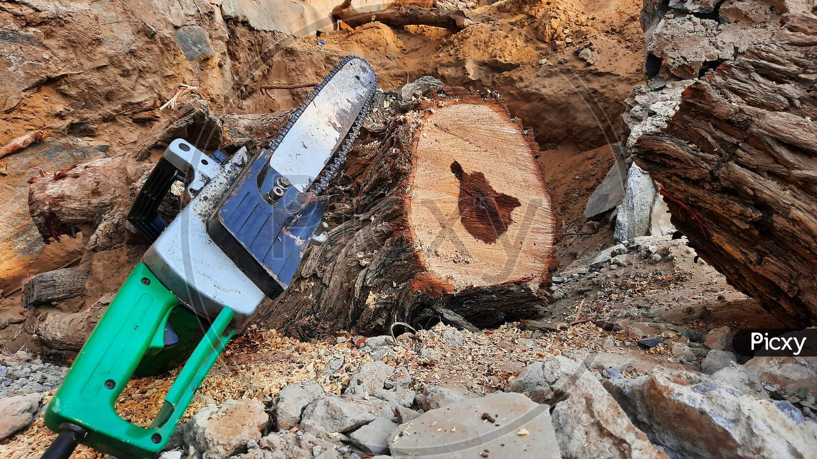 Wood Cutting Electric Chainsaw Machine Near Tree Trunk In Forest