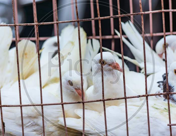 White Pigeon Doves In A Metal Wire Cage, On Sale At Market In Qingdao, China