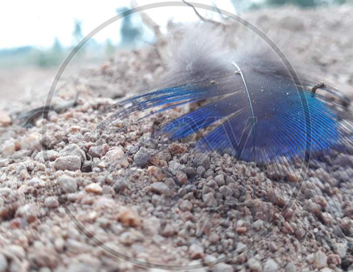 Beautiful Feather of Peacock in Farmhouse