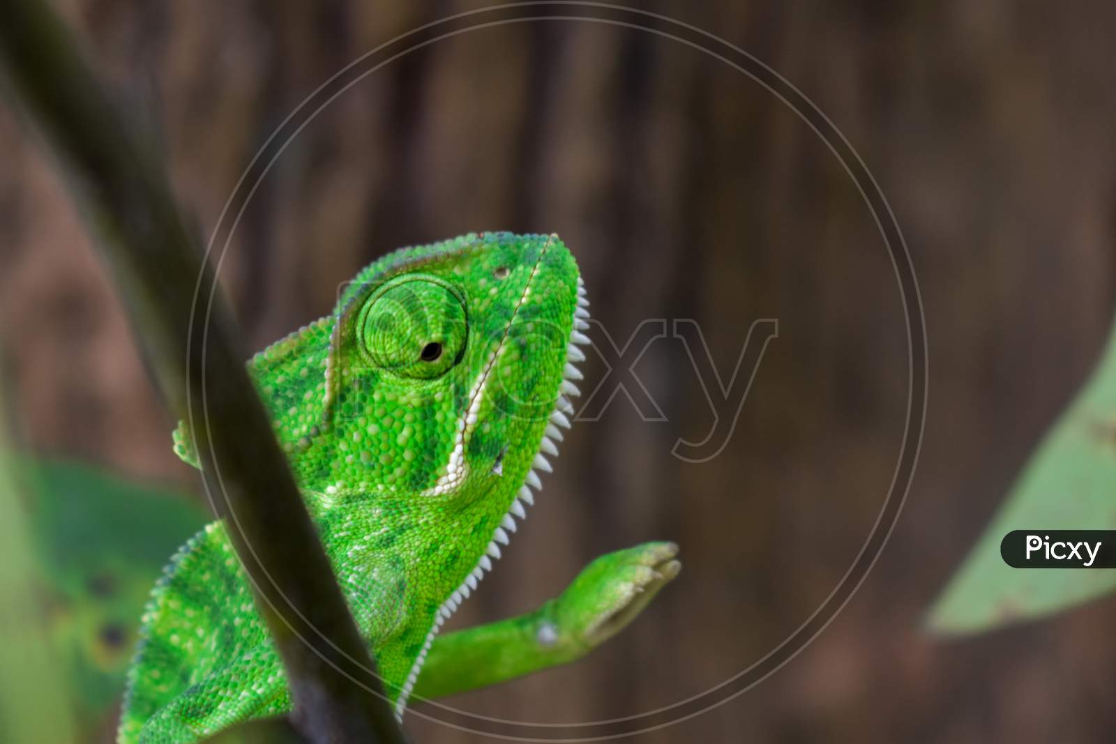 Green Chameleon Sitting On A Green Leaf