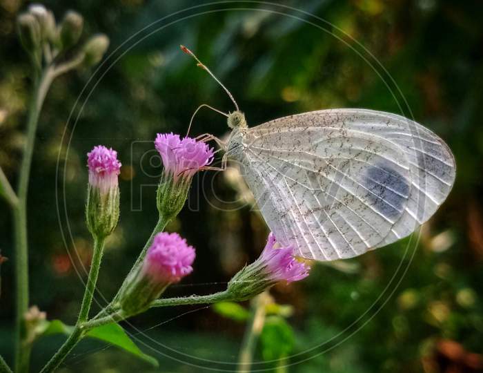 Small butterfly on small flower