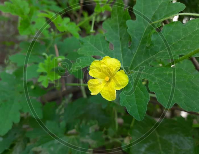 Yellow Flower image, Flower image in the garden BackgroundBlur