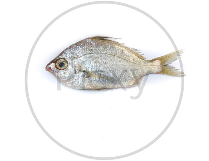 Gerres Fish (Gerres Filamentosus) / Whipfin Silver Biddy Fish , Isolated On White Background