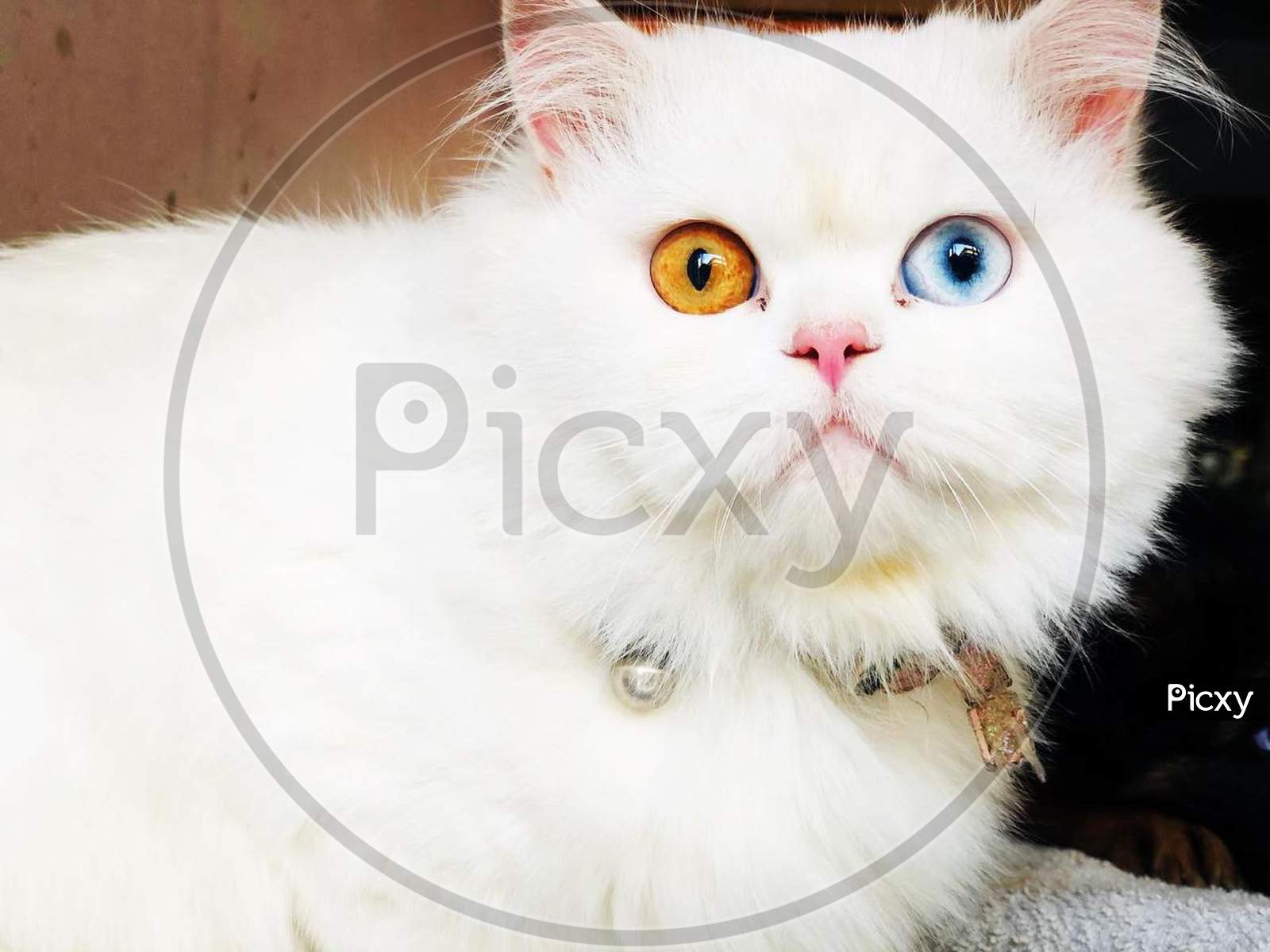 Different eye colour cat