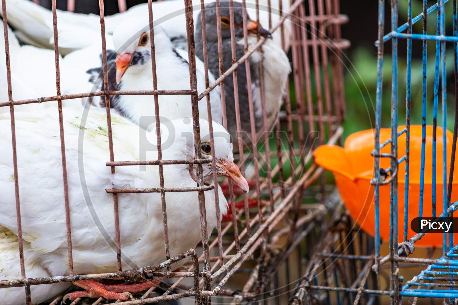 White Pigeon Doves In A Metal Wire Cage, On Sale At Market In Qingdao, China
