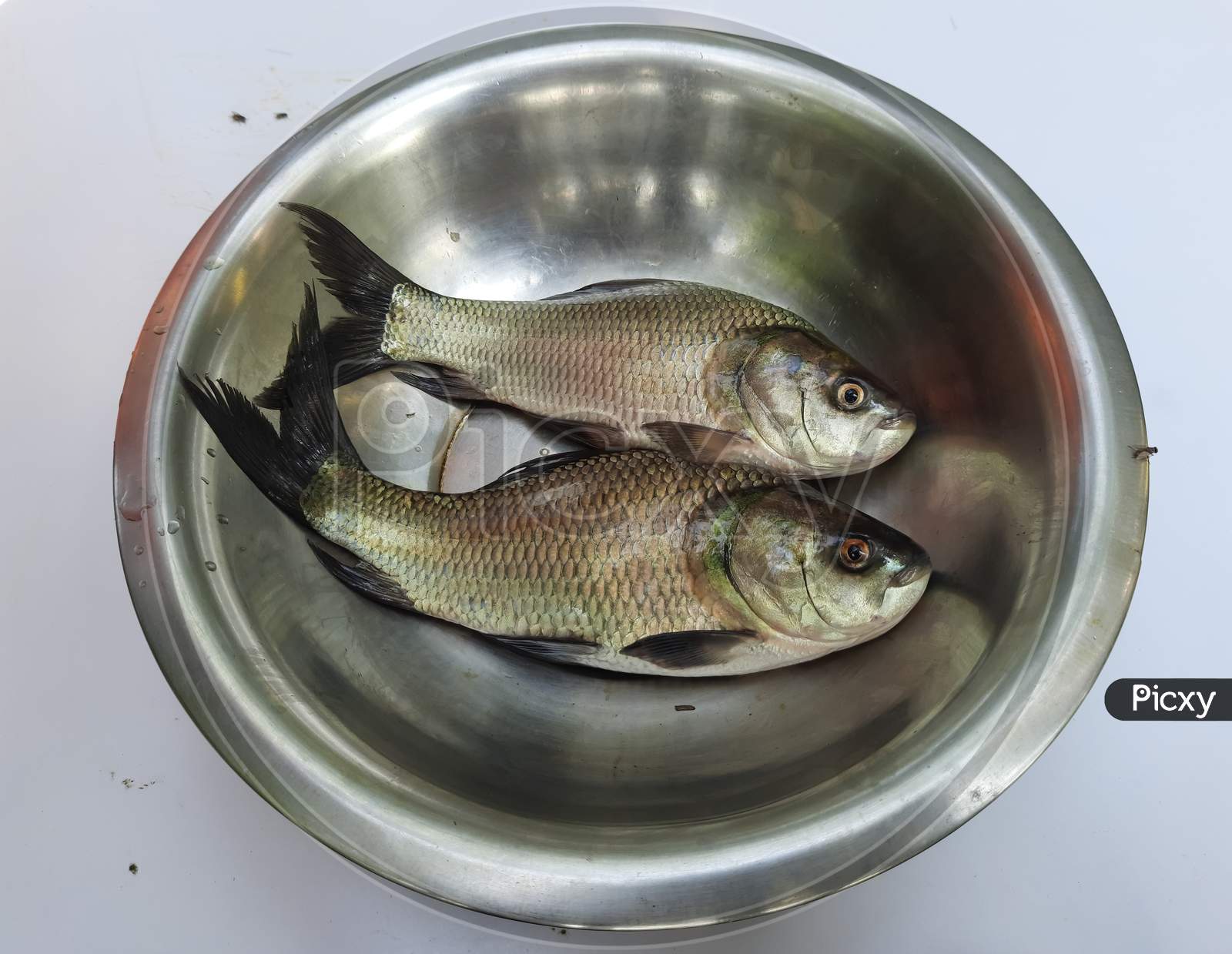 Two Catla fish image