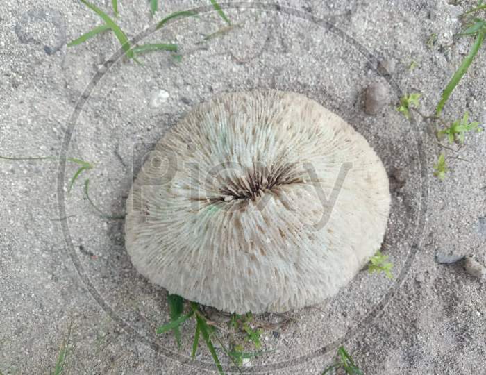 Mushroom head coral