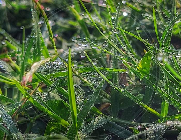 Wonderful drop of water on the grass