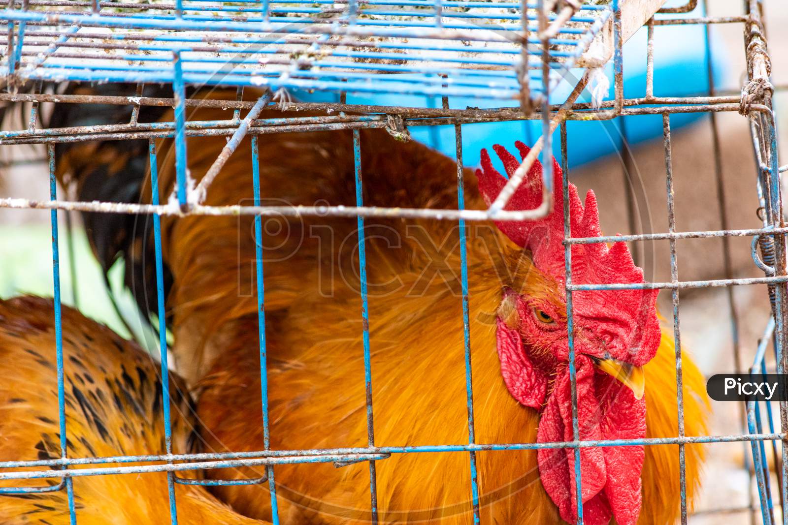 A Rooster In A Metal Wire Cage, On Sale At Street Market In Qingdao, China