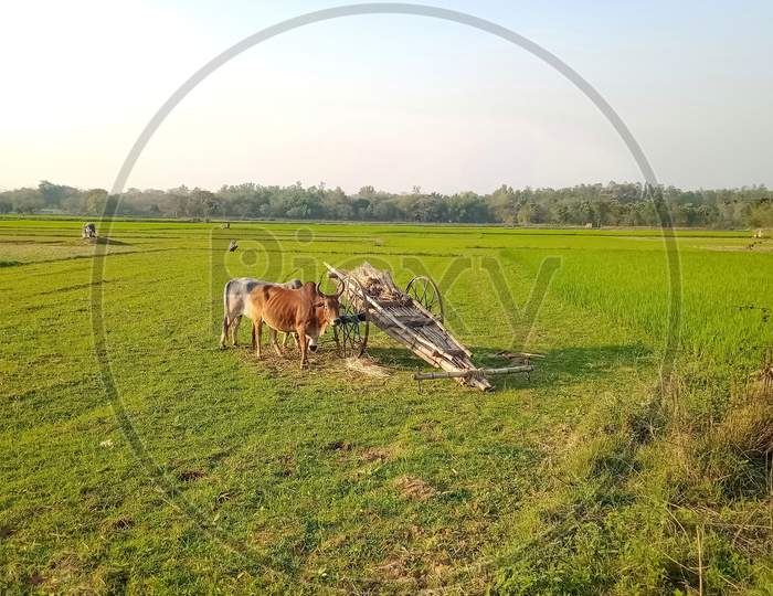 Village farmland and bullock cart on a spring afternoon