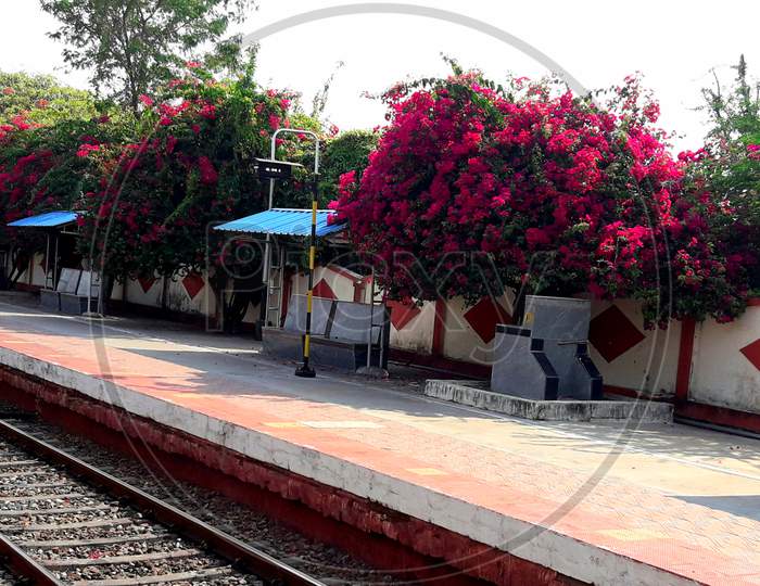 Railway Station in the Red flower plant image  , Railway Station image