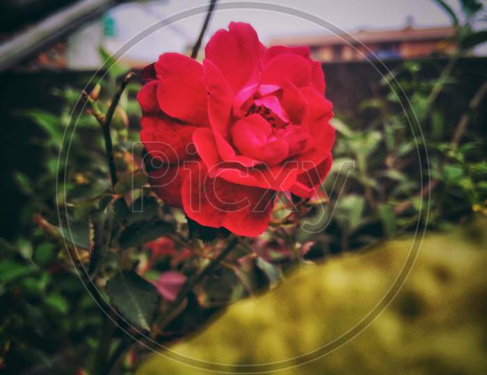Rose love