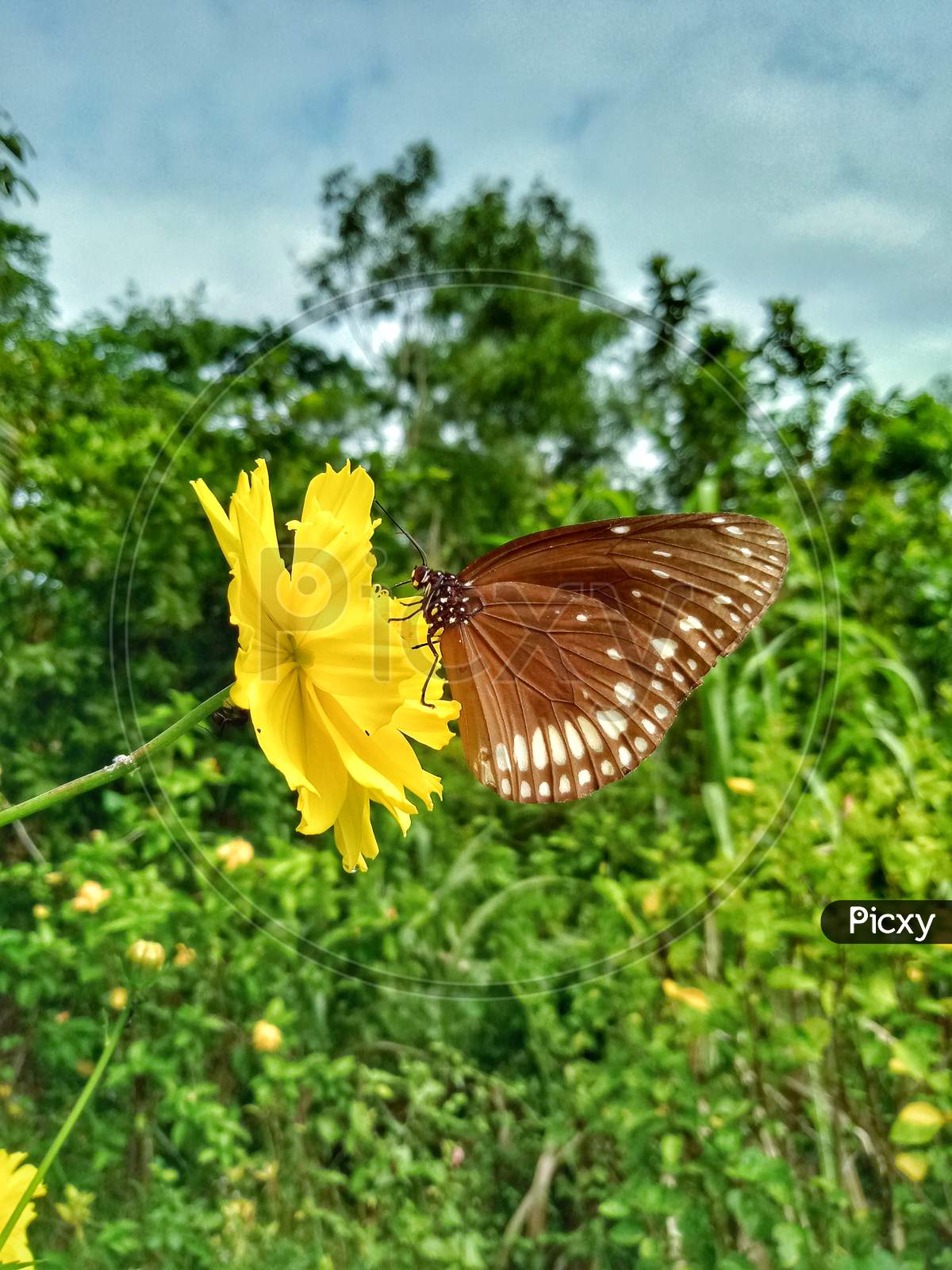 The butterfly is in search of Nectar
